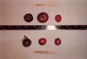 Click for 1 image(s) for this accession. FRUIT